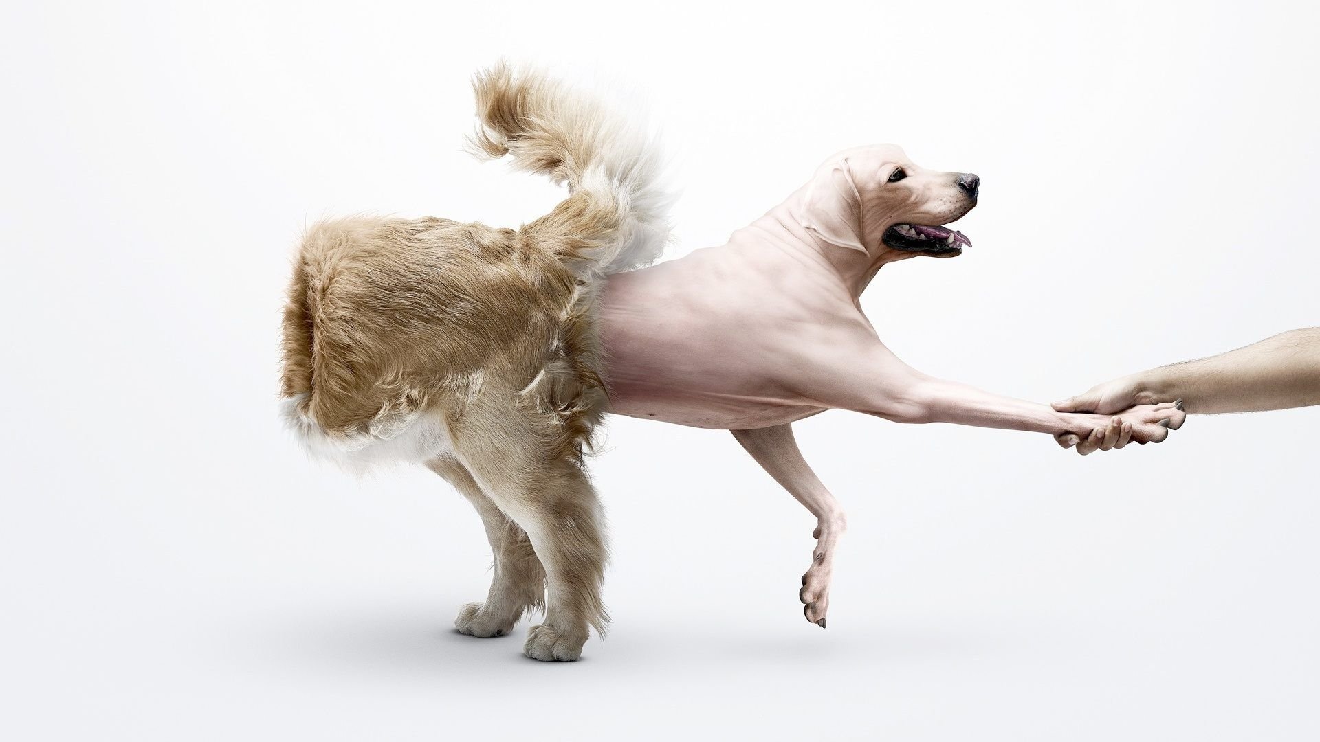 Dog Skin Funny HD Wallpaper.jpg