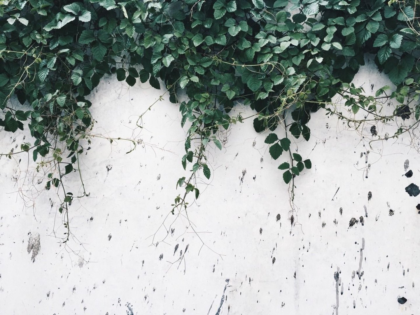 Aesthetic White Wallpapers.jpg