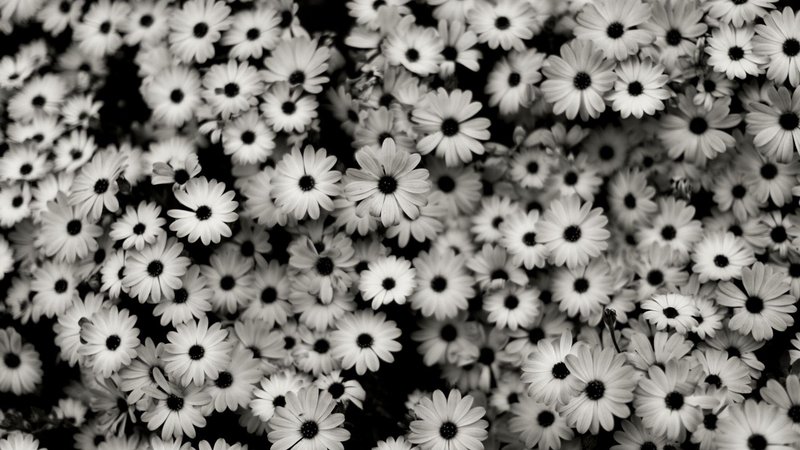 Aesthetic Black and White