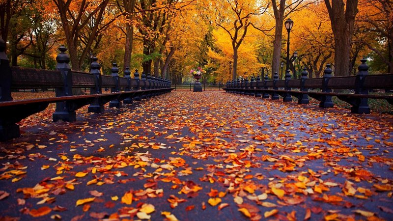 Autumn Aesthetic Laptop