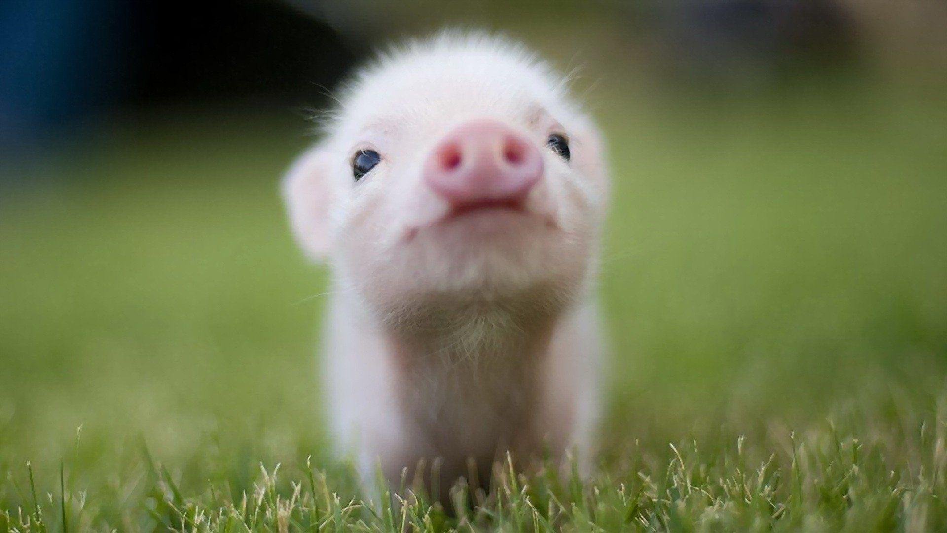 Cool Piggy pic.jpg