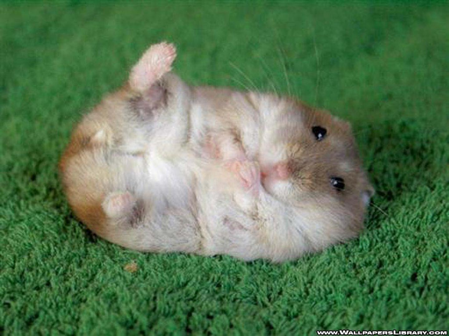 Hamster Meme wallpapers.jpg