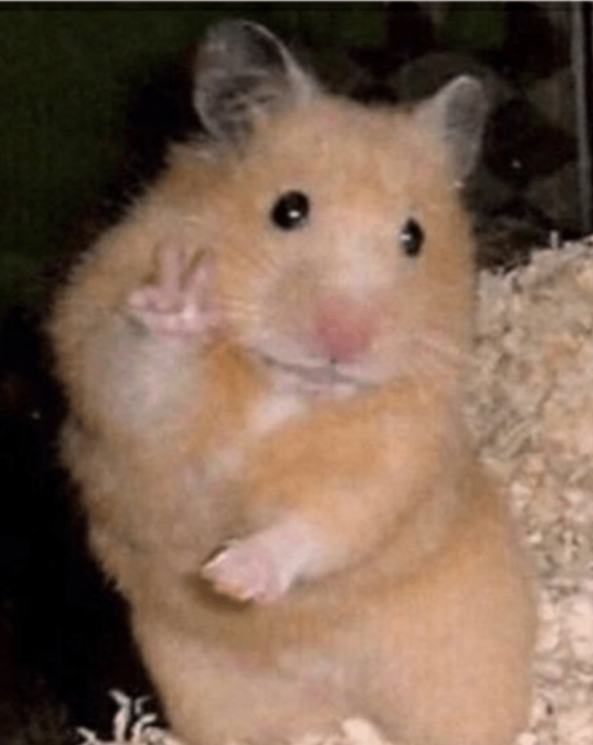 Hamster Meme pic.png