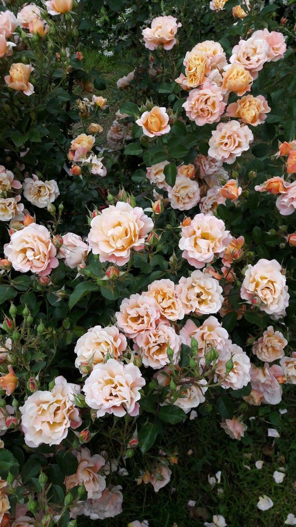 Aesthetic Flower wallpapers.jpg