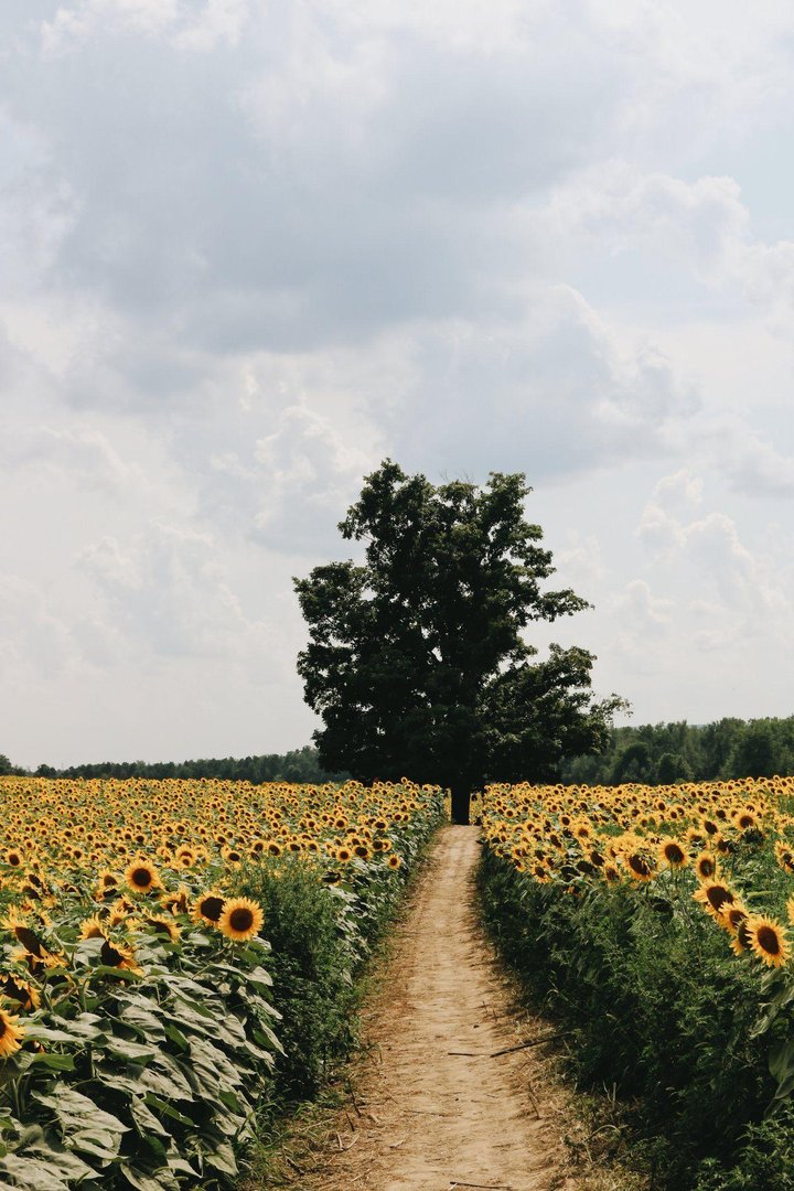 Country Aesthetic pictures.jpg