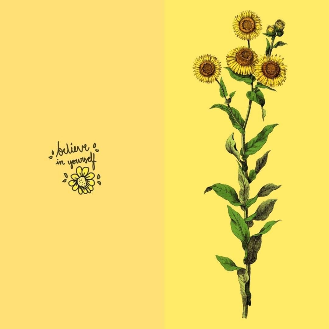 Sunflower Aesthetic picture.jpg