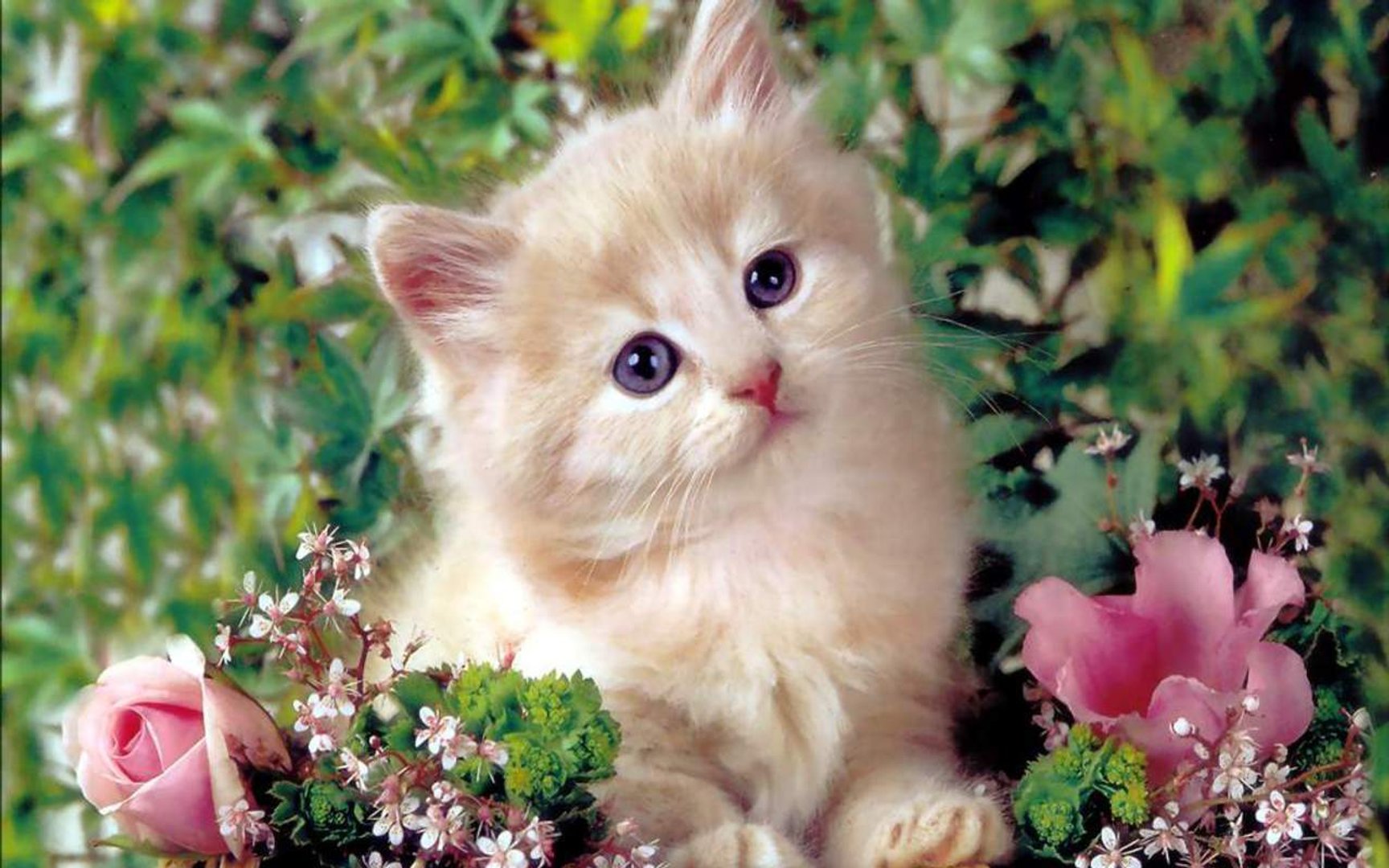 Cute Kitten wallpaper.jpg