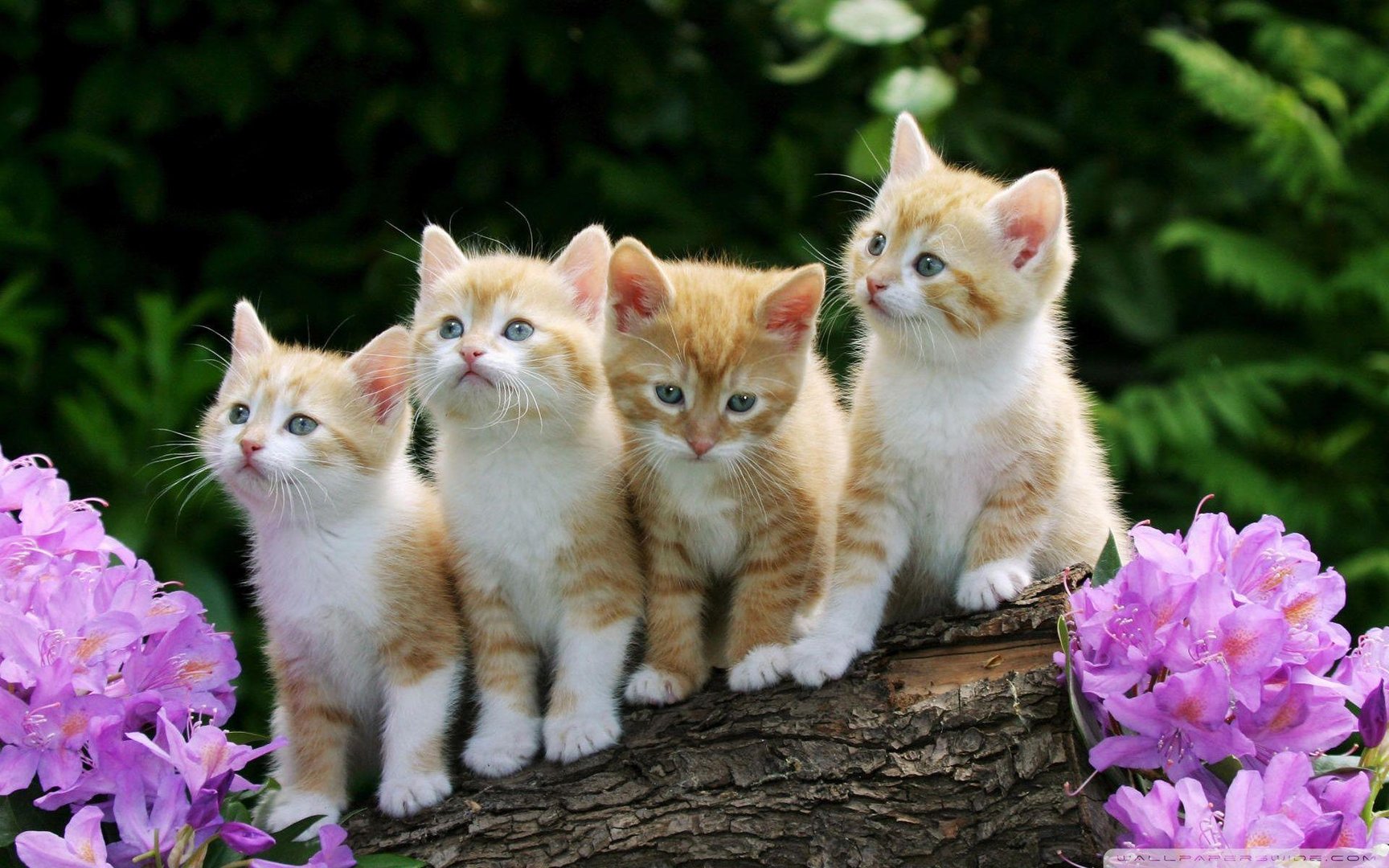 Cute Kitten pics.jpg