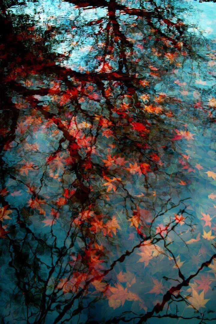 Autumn Phone pics.jpg