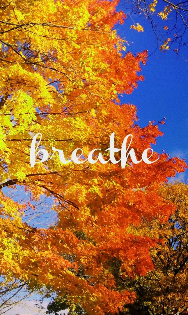 Autumn Phone pictures.jpg