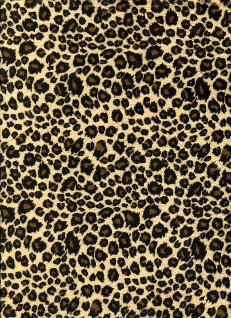 Cheetah Print pics.jpg