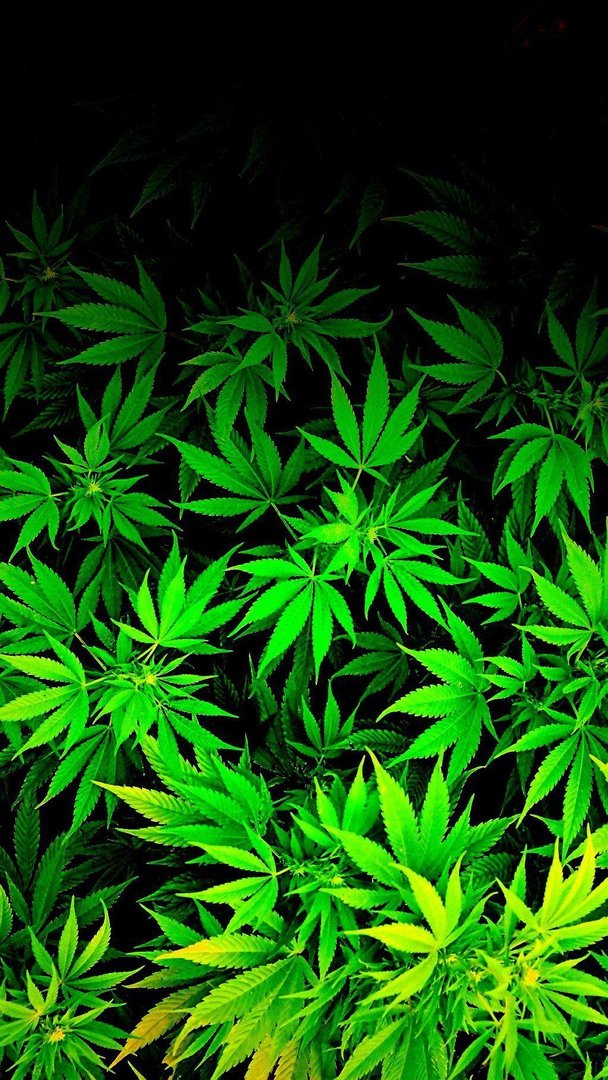 420 pics.jpg