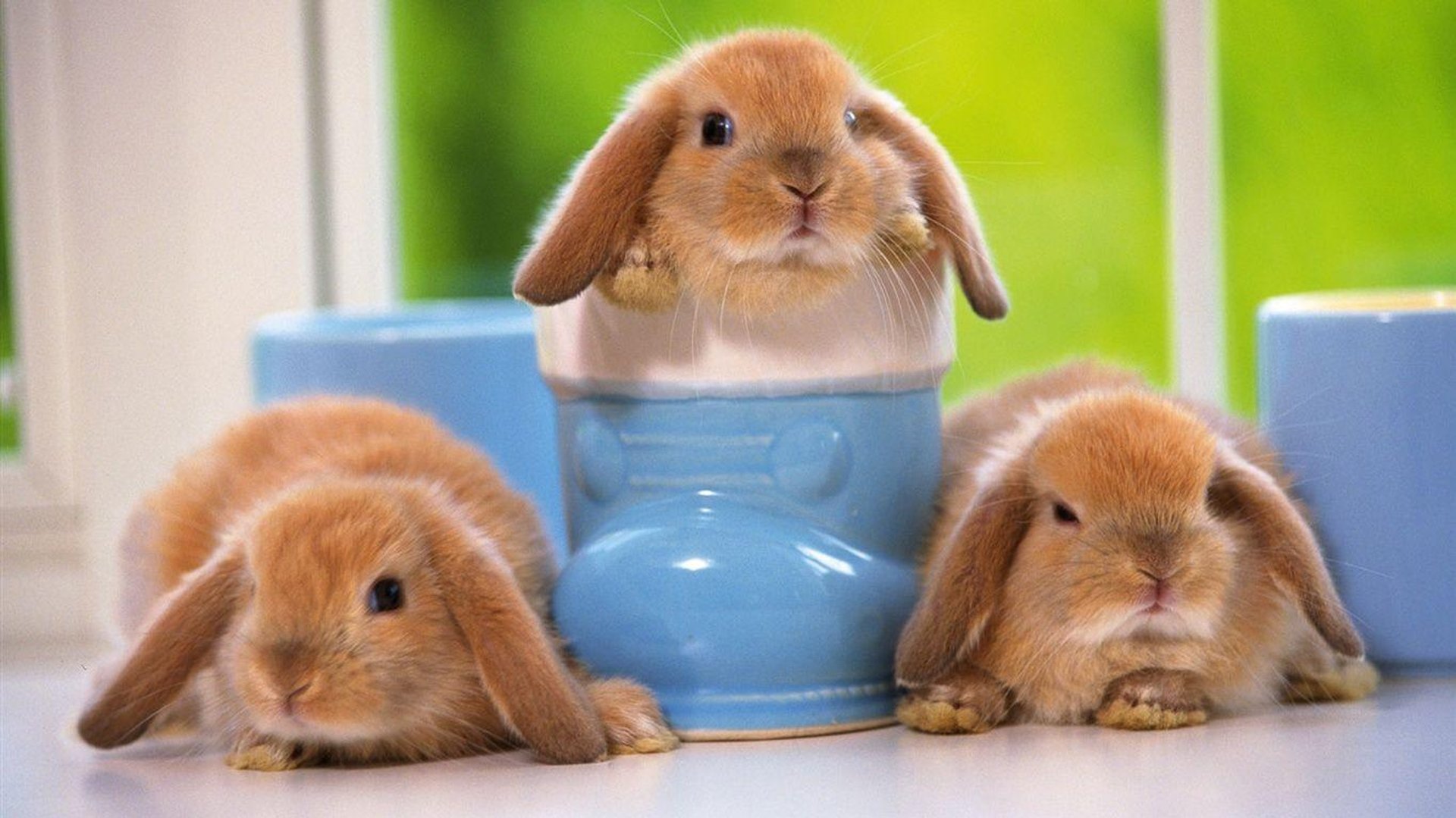 Cute Bunny Pictures.jpg