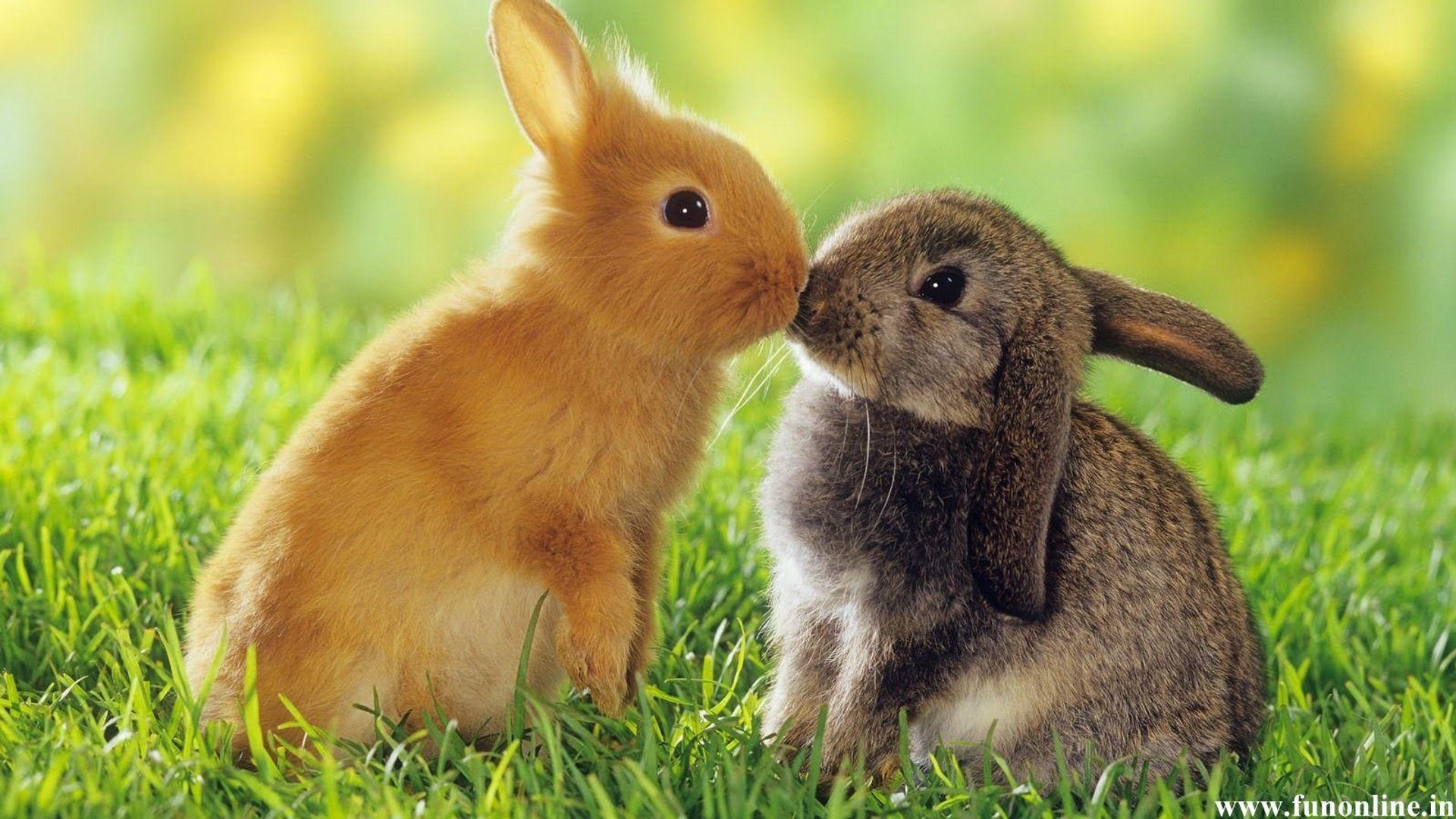 Cute Bunny Image.jpg