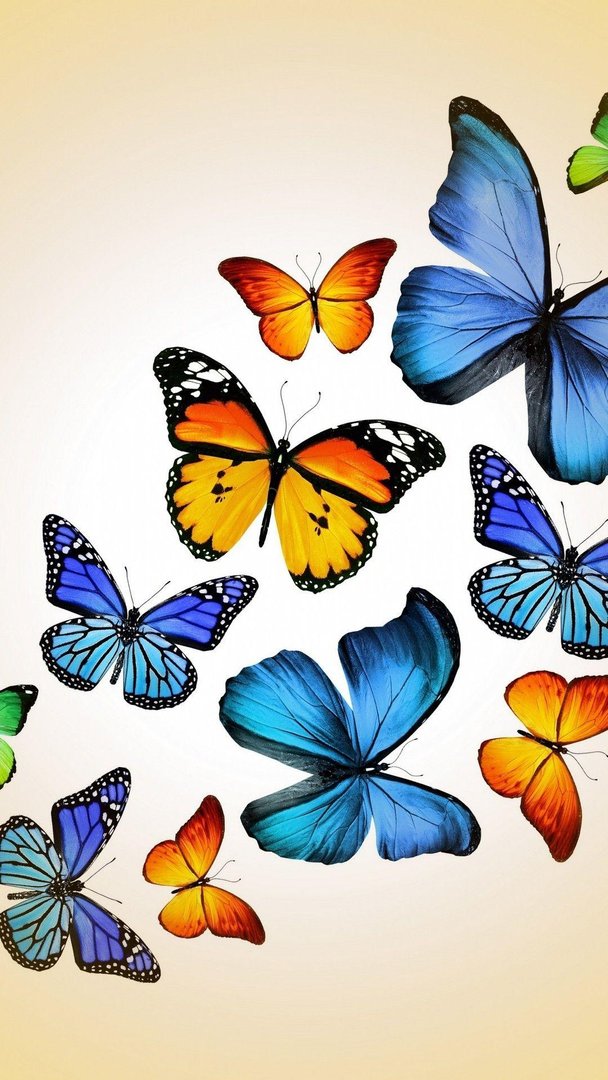 Cute Butterfly Wallpaper.jpg