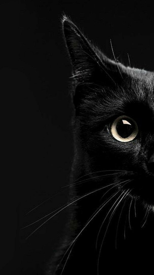 Aesthetic Black Cats pic.jpg