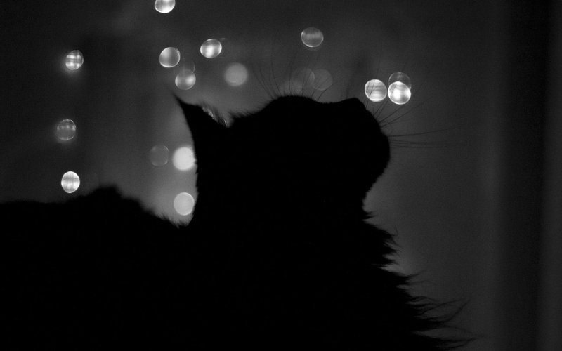 Aesthetic Black Cats