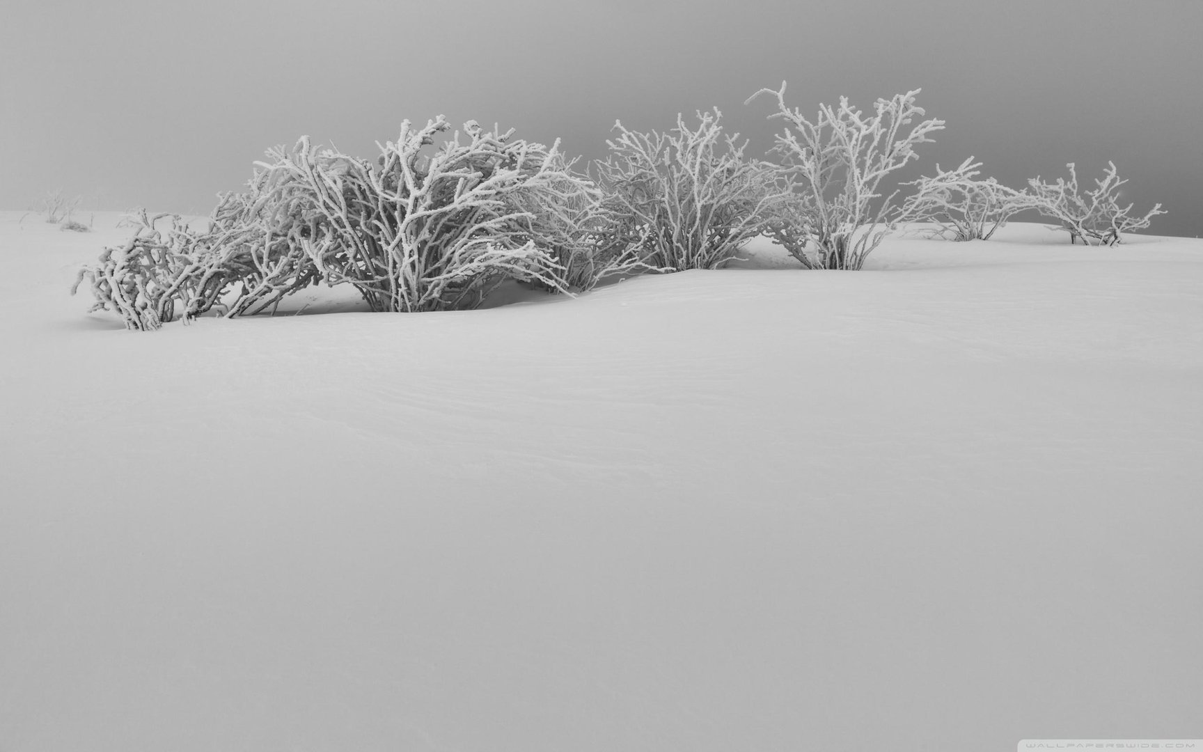 White Aesthetic Wallpapers.jpg