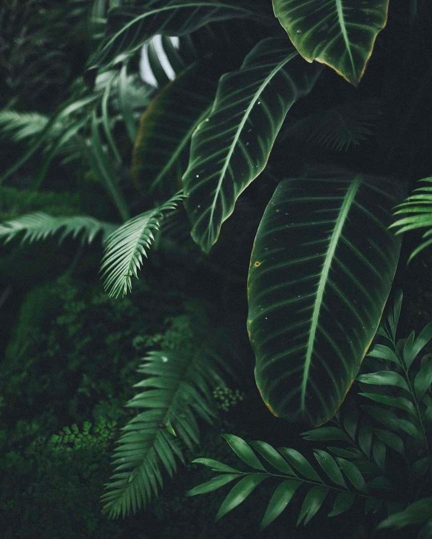 Plant Aesthetic Pictures.jpg