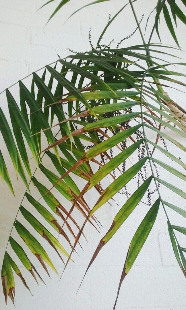 Plant Aesthetic Images.jpg