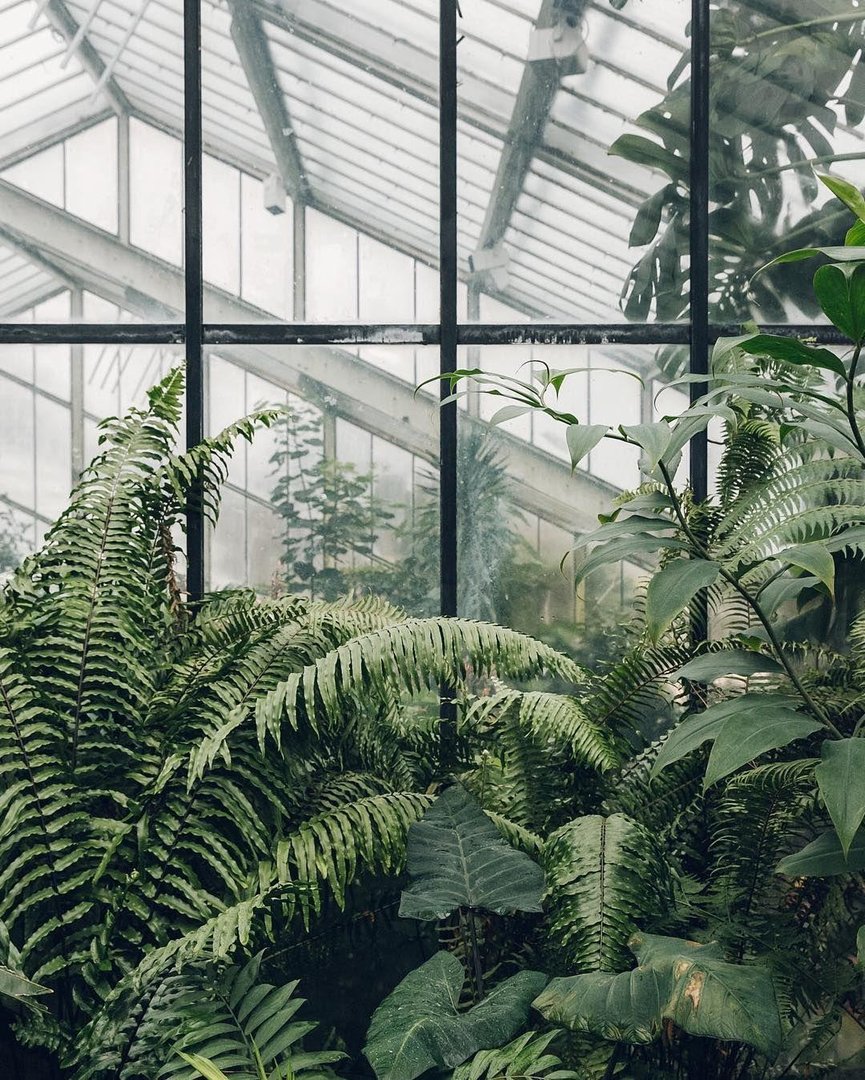 Plant Aesthetic Wallpapers.jpg