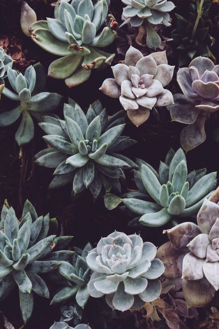 Plant Aesthetic Wallpaper.jpg