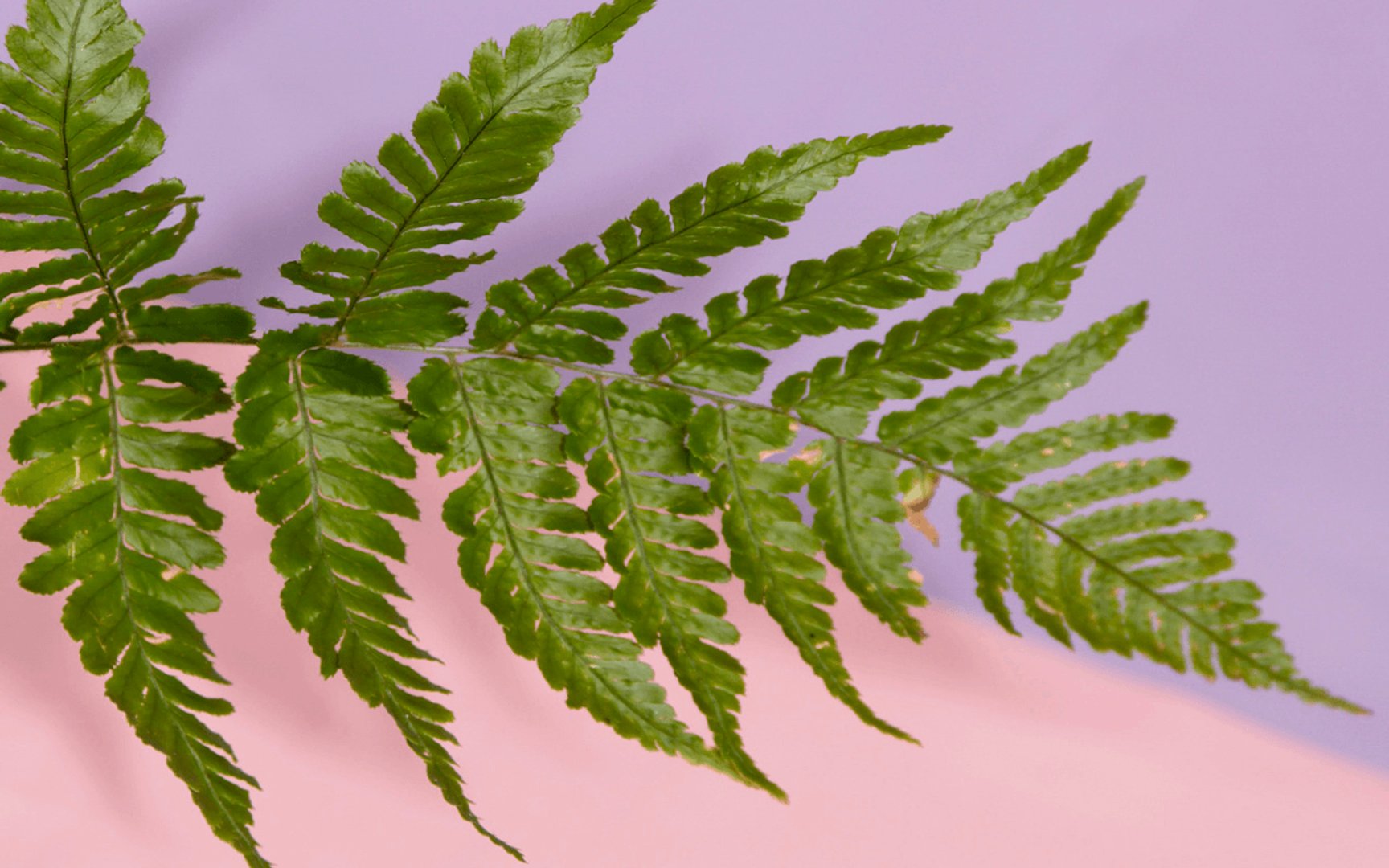 Plant Aesthetic Picture.png