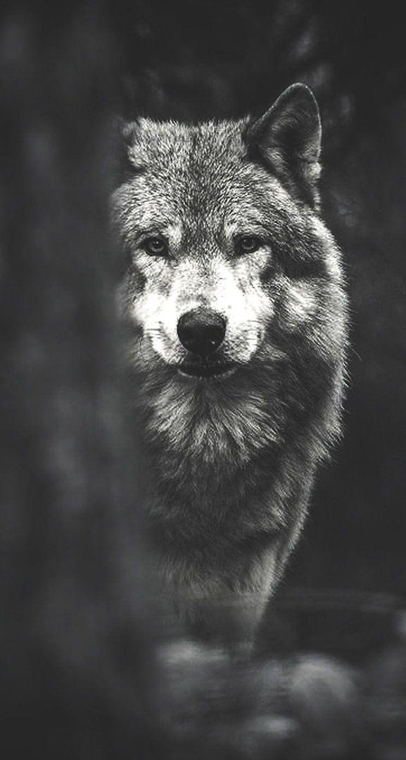 Wolf Aesthetic Picture.jpg