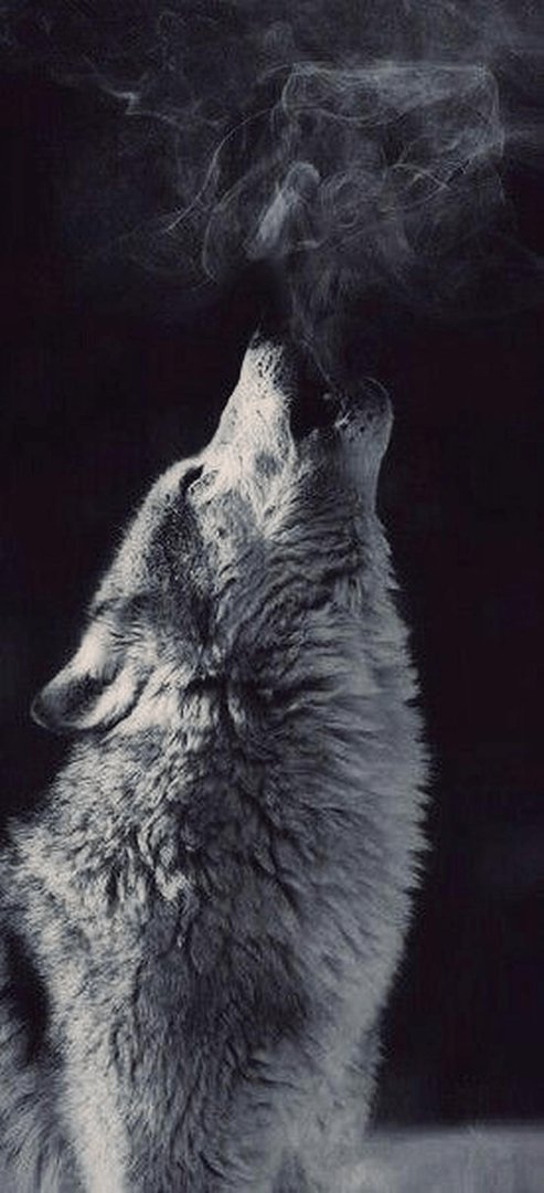 Wolf Aesthetic Wallpapers.png