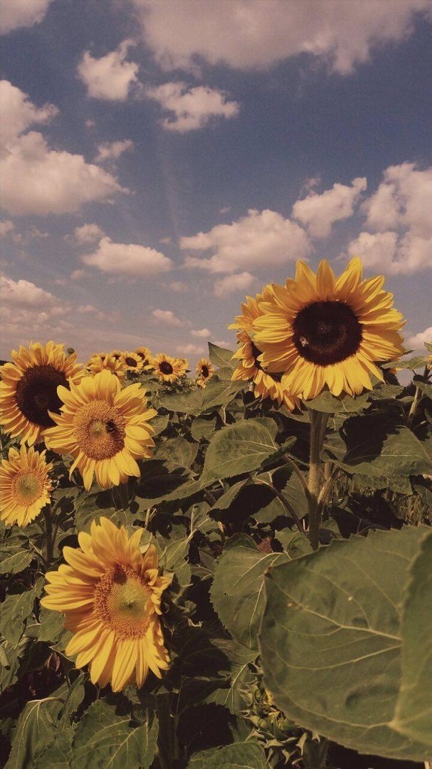 Vintage Aesthetic Images.jpg