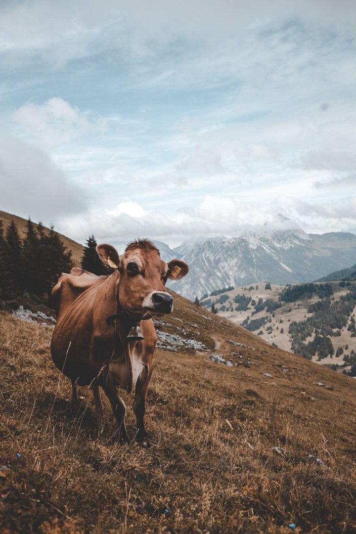 Aesthetic Cow Images.jpg