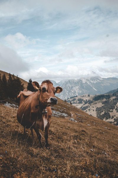 Aesthetic Cow