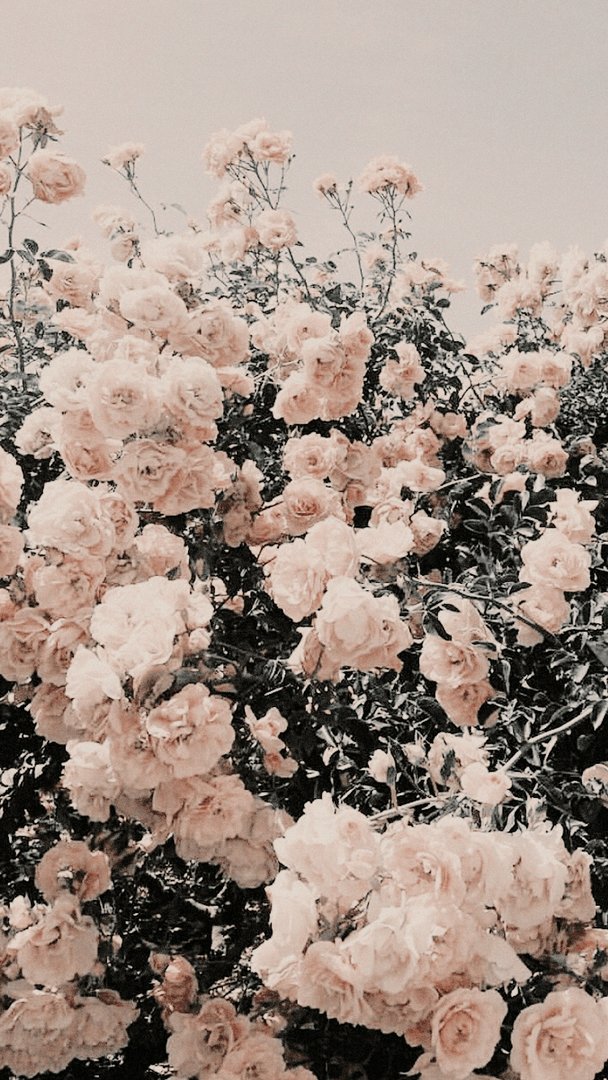 Aesthetic Home Image.png