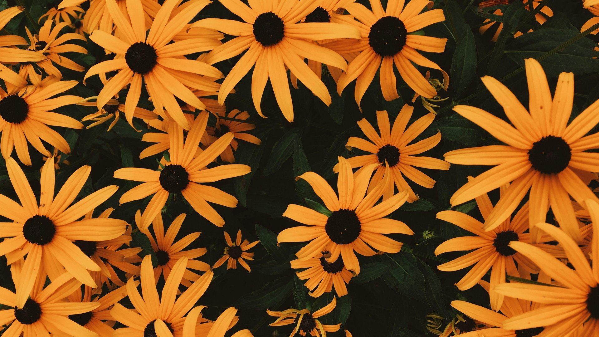 Aesthetic Chromebook Wallpapers.jpg