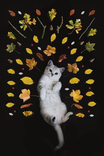 Aesthetic Cat