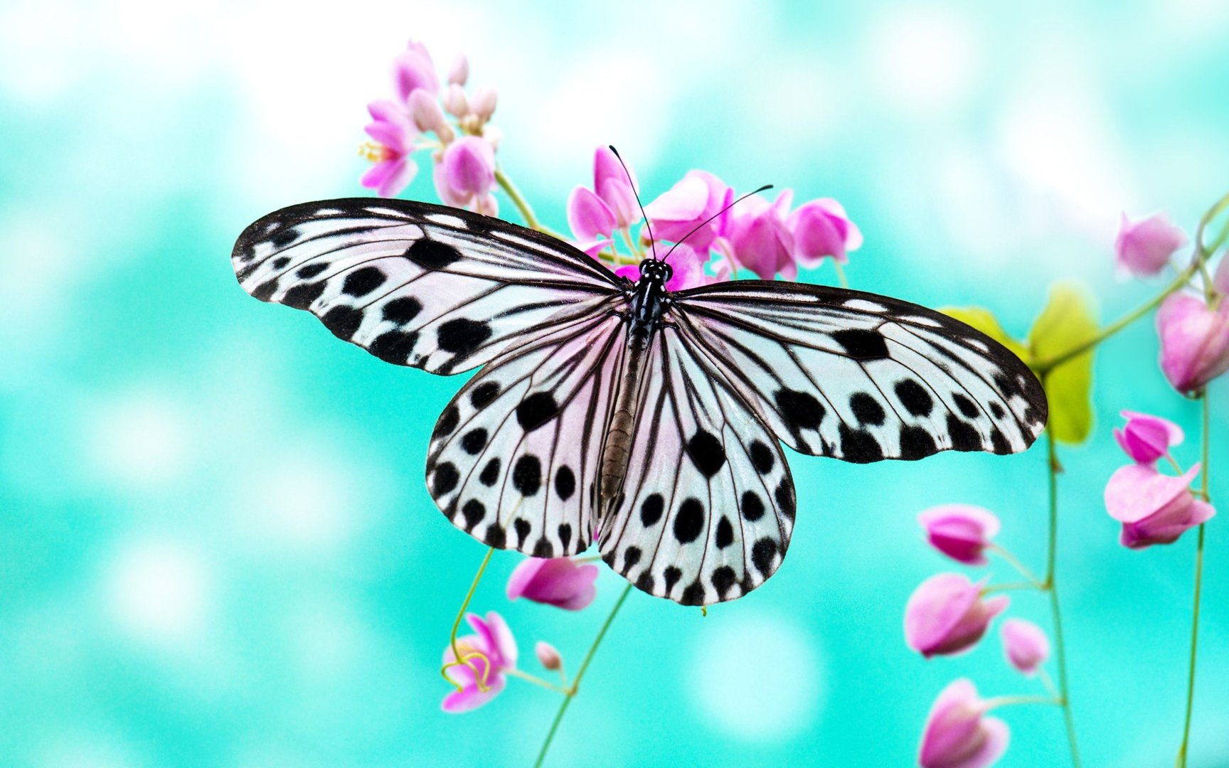Butterfly Wallpapers.jpg