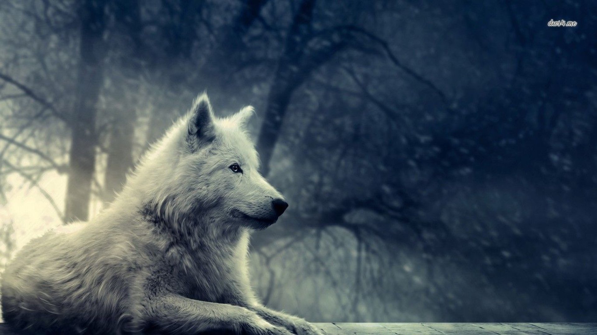 Cool Wolf Photo.jpg