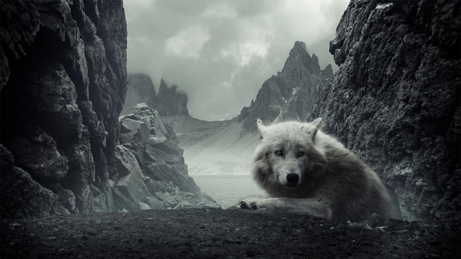 Cool Wolf Pic.jpg
