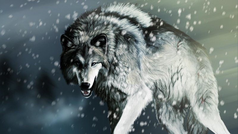 Cool Wolf
