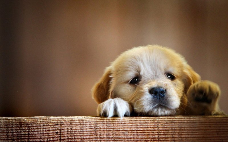 Cute Dog
