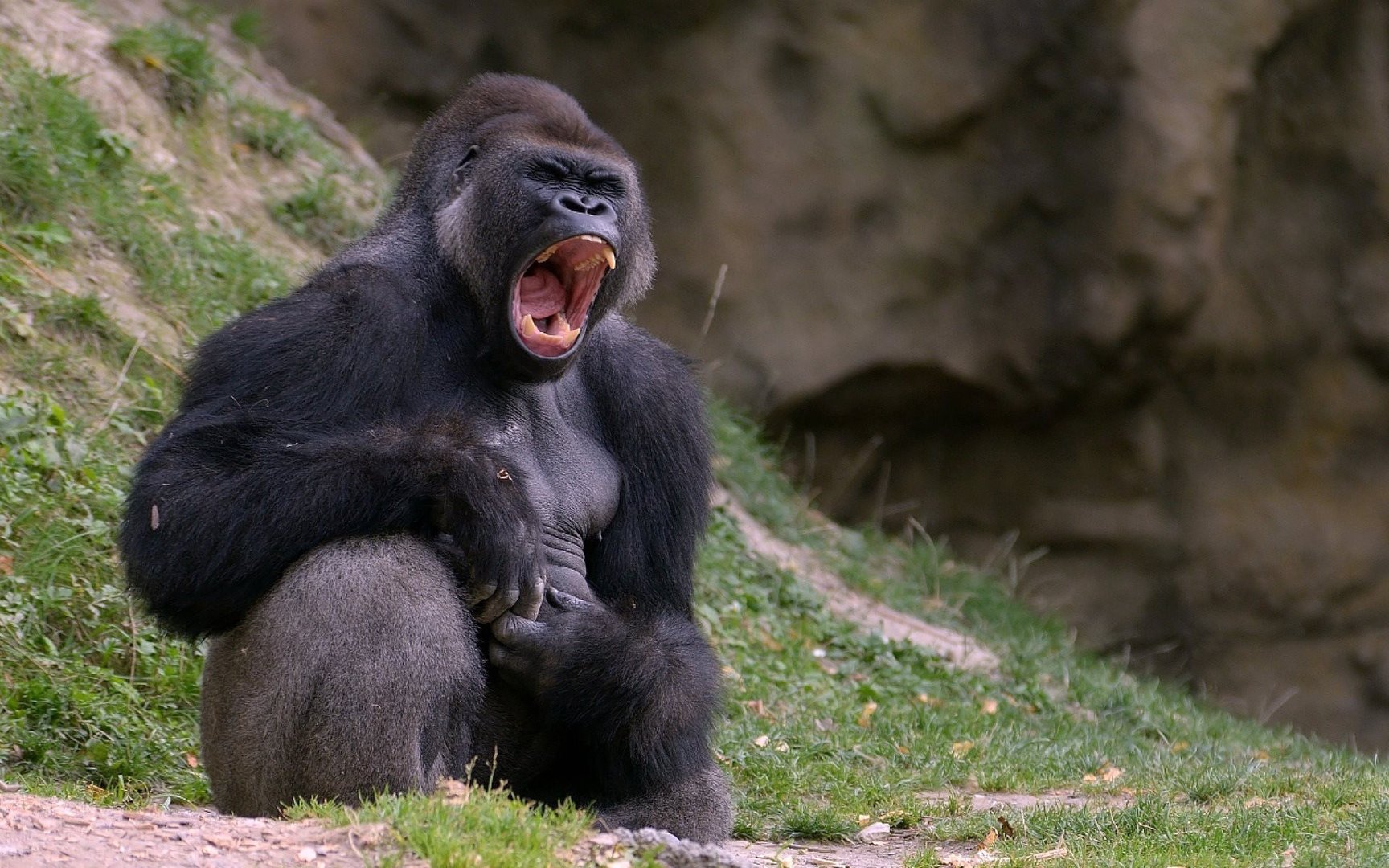 Gorilla pic.jpg