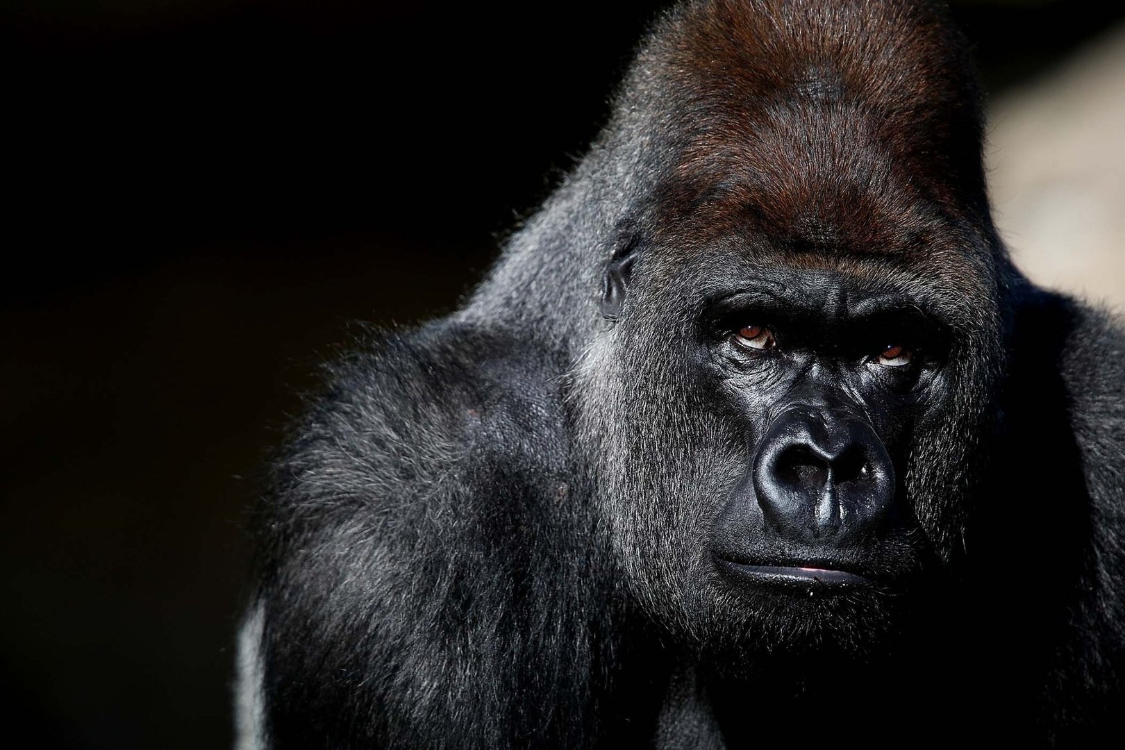 Gorilla Wallpapers.jpg