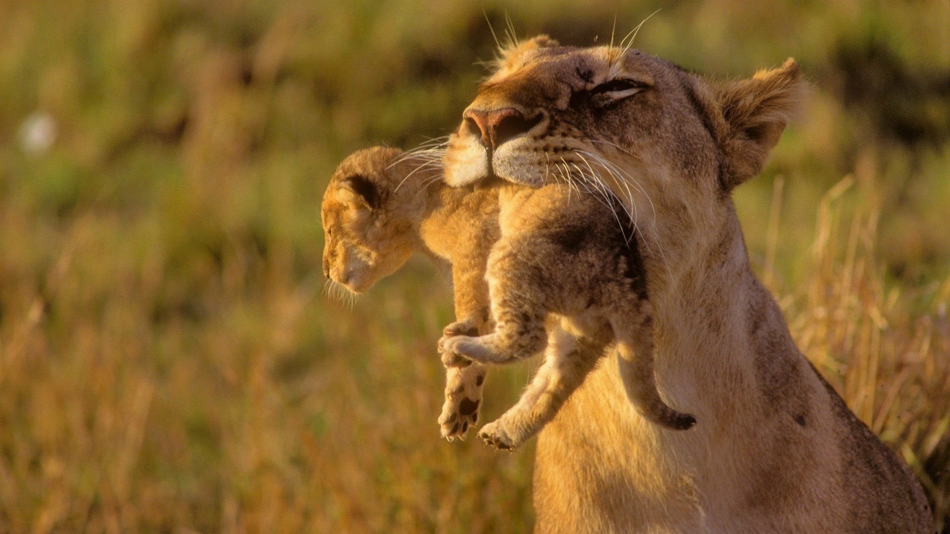 Africa Wallpapers.jpg