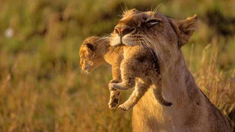 Africa