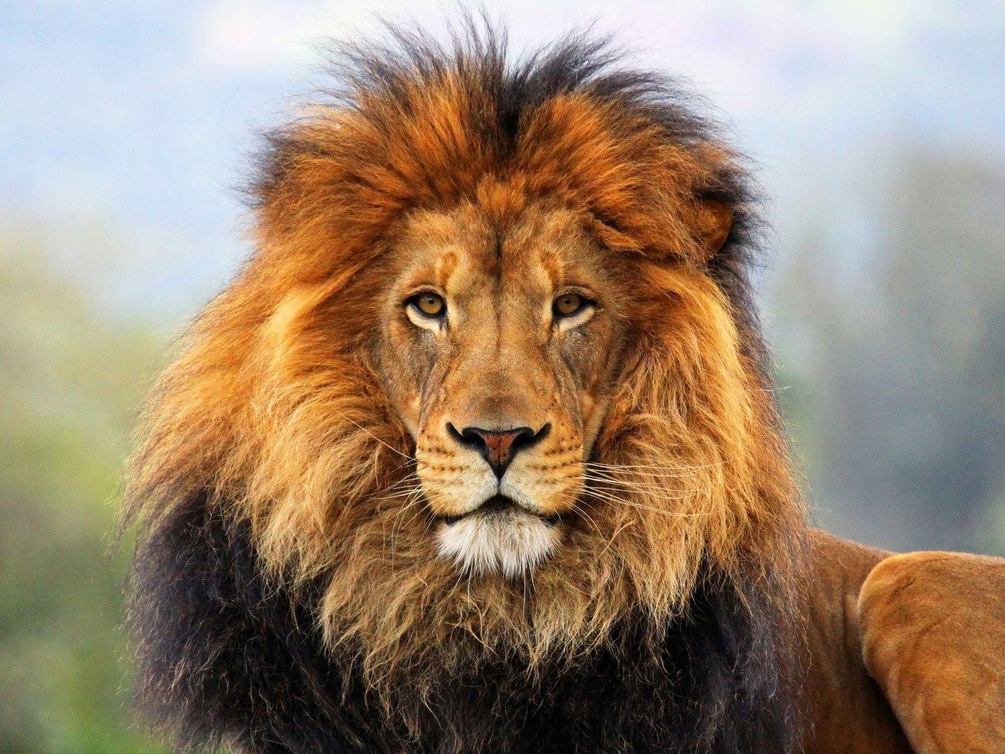 Lion Desktop Wallpapers.jpg