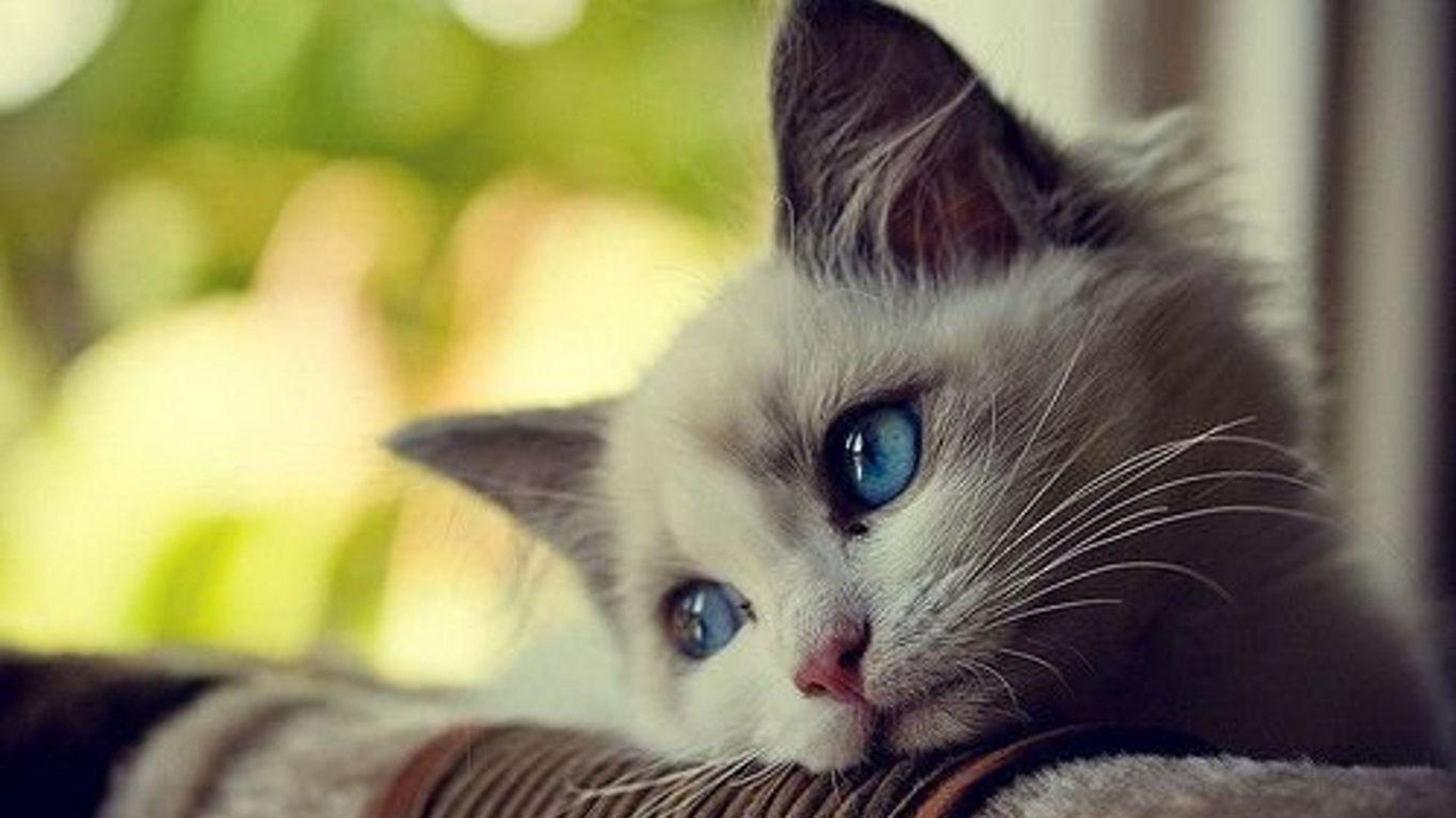 Cute Cat pictures.jpg