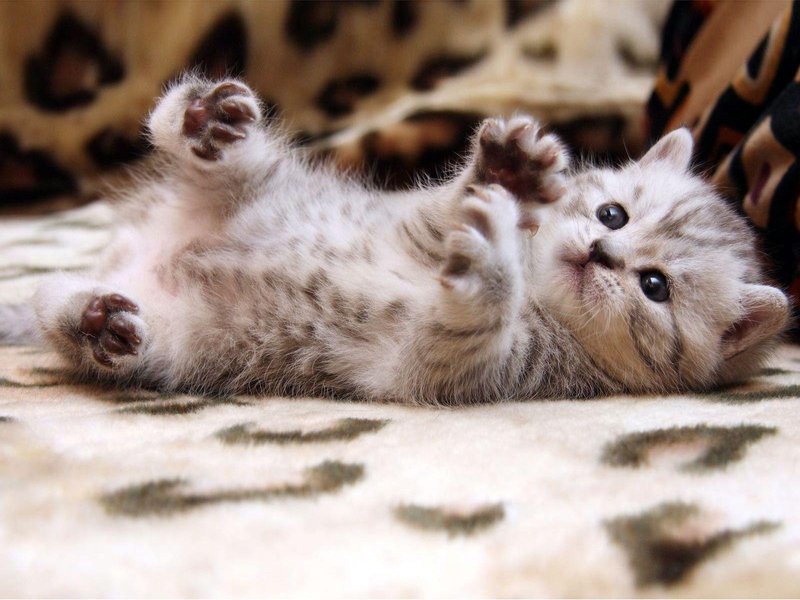 Cute Cat