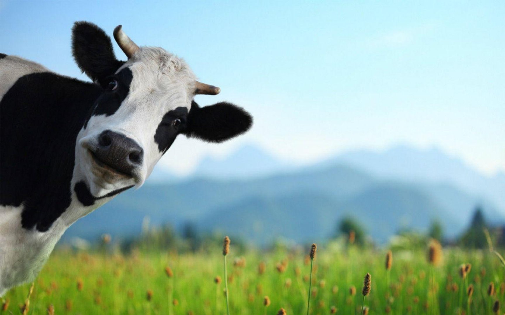 Cow photo.jpg