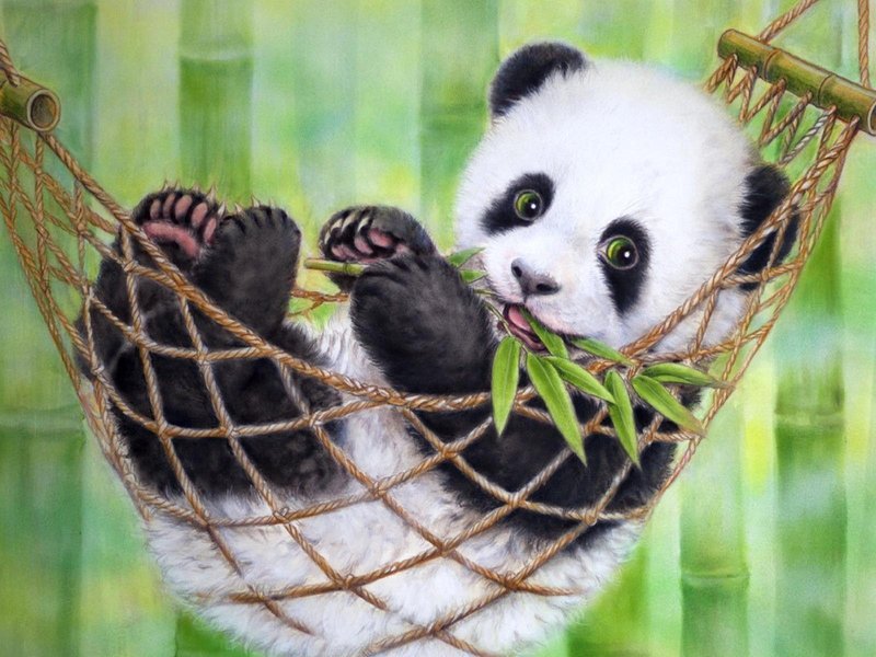 Beautiful Panda