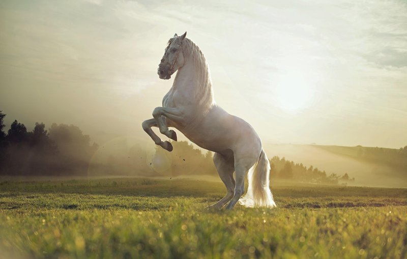 Cute Horse